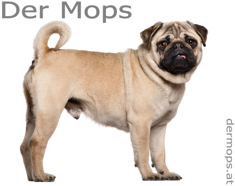Der Mops Ratgeber über die Hunderasse Mops, Pug, Carlin