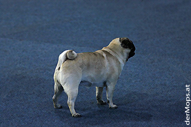 Mops Hund