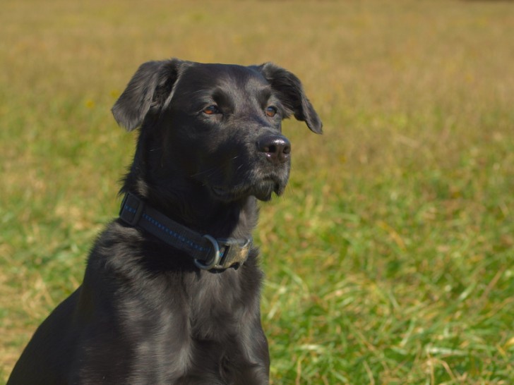 Hund Zecken Flöhe