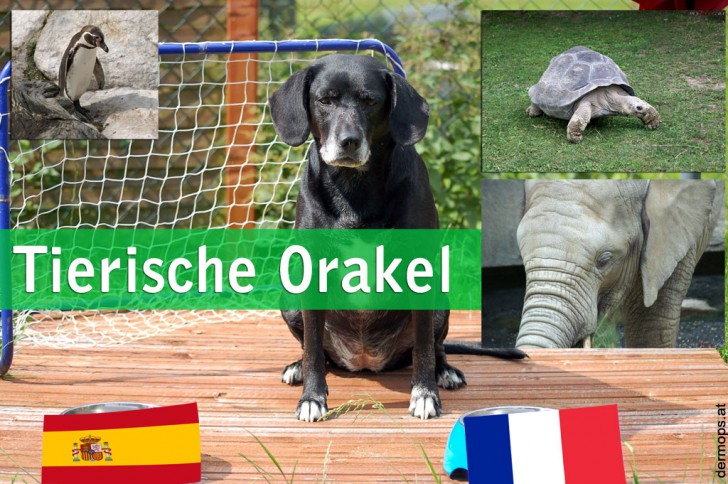 WM-Orakel: Tierische Orakel tippen auf Fußballspiele