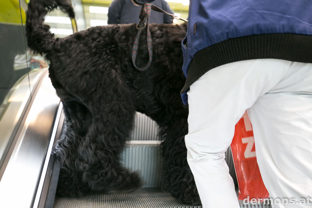 Hund auf der Rolltreppe