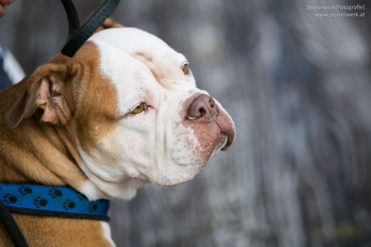 Wenn der Hund sich ständig kratzt