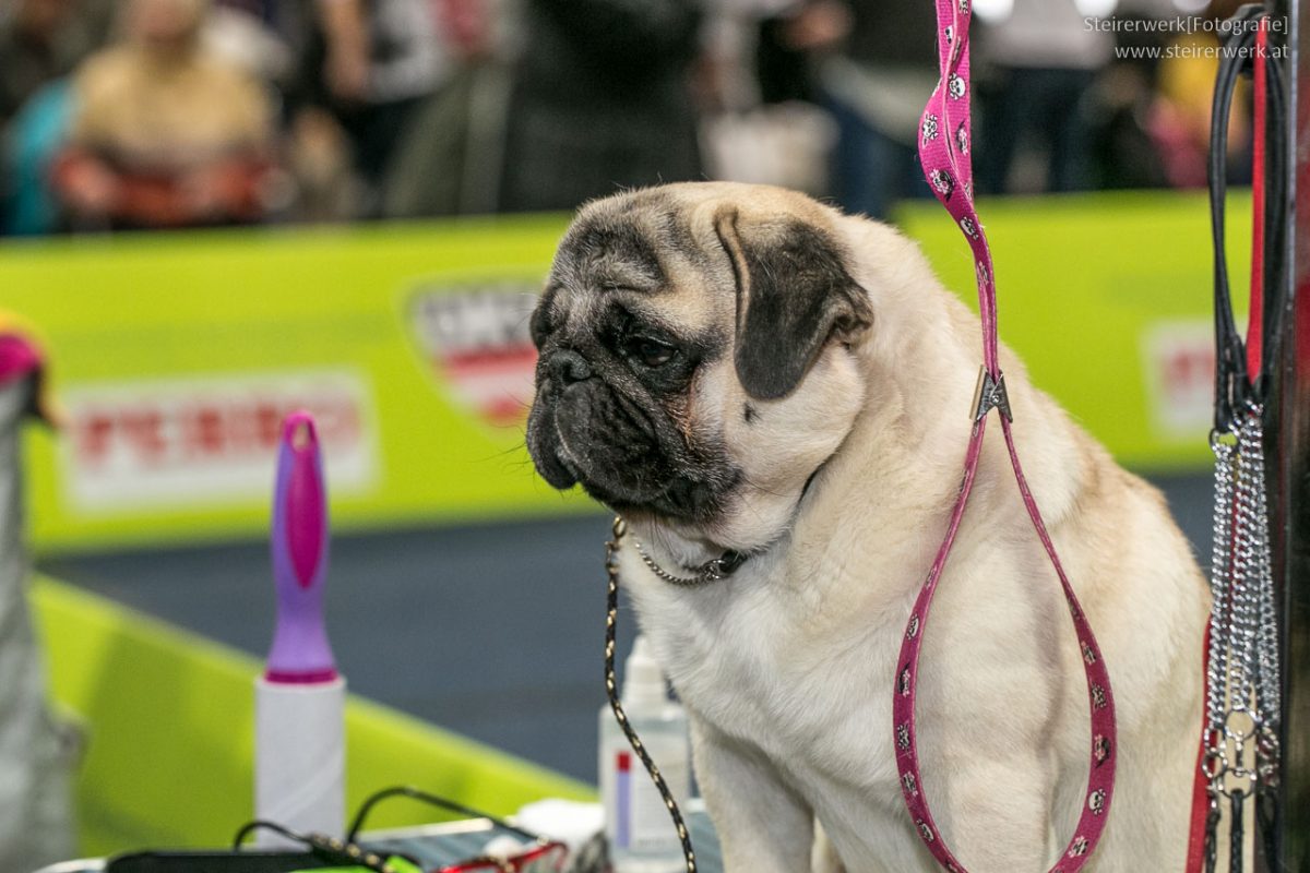 Hundeausstellungen Österreich